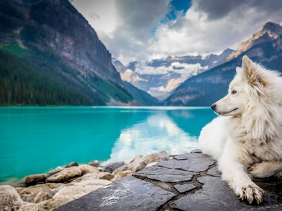 Samoyed