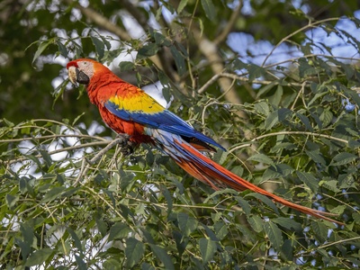 Scarlet Macaw