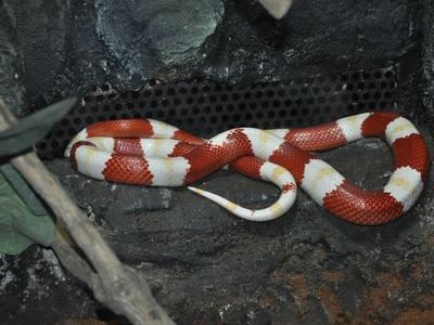 Scarlet Snake