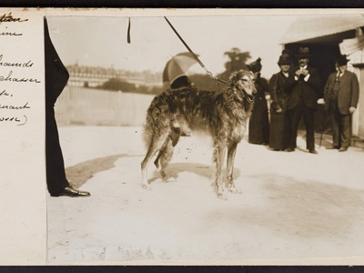 Scottish Deerhound