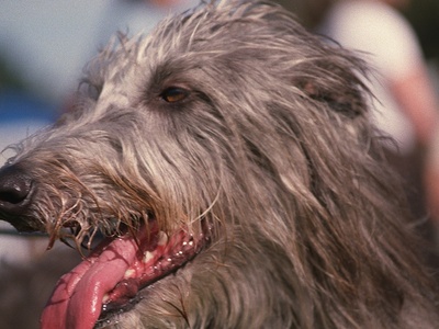 Scottish Deerhound