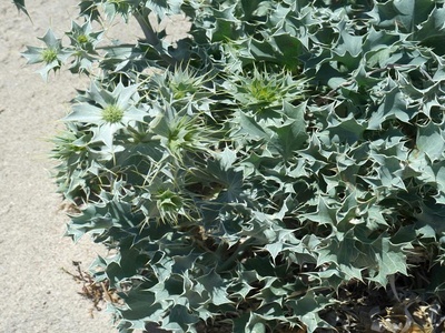 Sea Holly