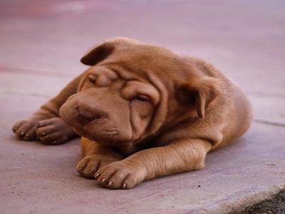 Shar-Pei