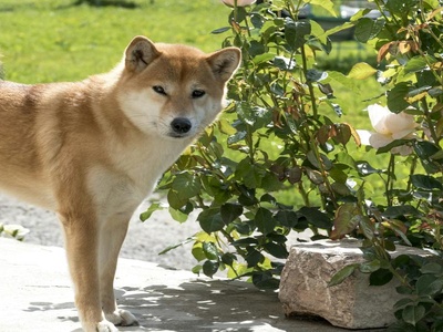 Shiba Inu