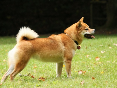 Shiba Inu
