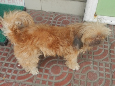 Shih Tzu