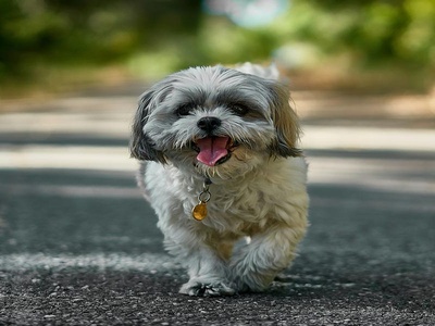 Shih Tzu