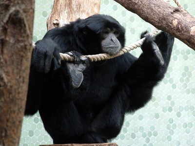 Siamang