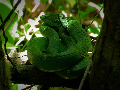 Side-striped Palm Pit Viper