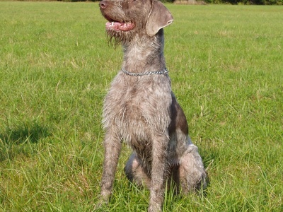 Slovakian Rough-haired Pointer