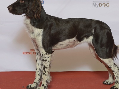 Small Münsterländer