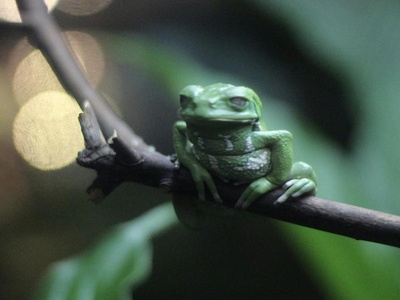 Smoky Jungle Frog