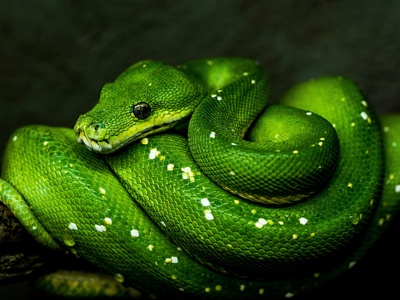 Smooth Green Snake