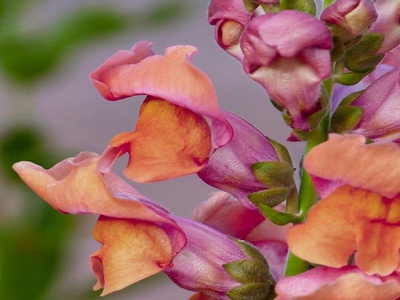 Snapdragon
