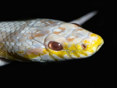 Snow Corn Snake