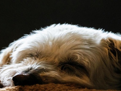 Soft Coated Wheaten Terrier