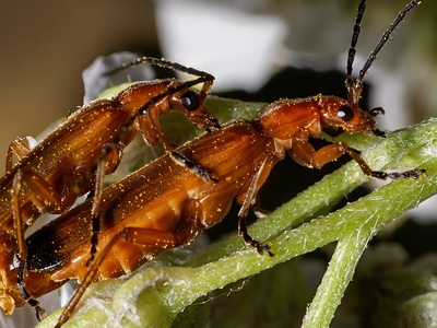 Soldier Beetle