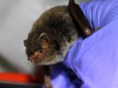 Southeastern Myotis