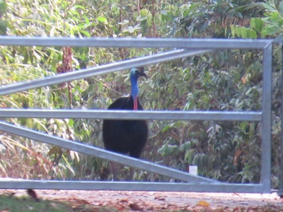 Southern Cassowary