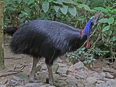 Southern Cassowary