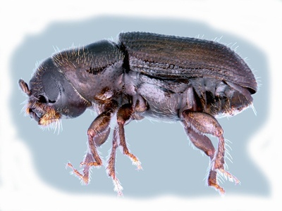 Southern Pine Beetle