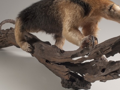 Southern Tamandua