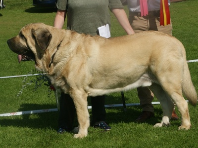Spanish Mastiff