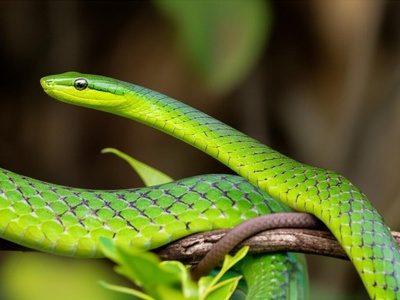 Speckled Parrot Snake