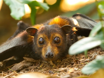 Spectacled Flying Fox