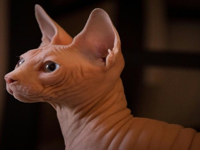 Sphynx
