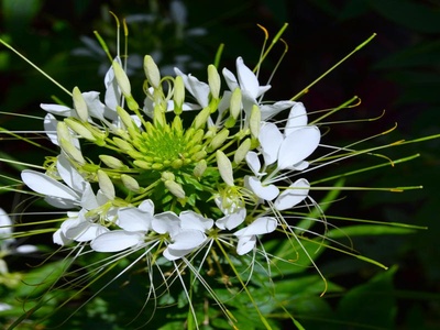 Spider Flower
