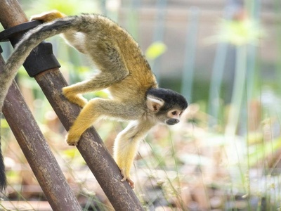 Spider Monkey