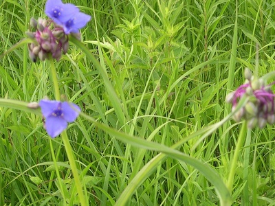 Spiderwort