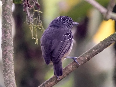 Spot-crowned Antvireo