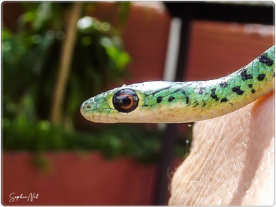 Spotted Bush Snake