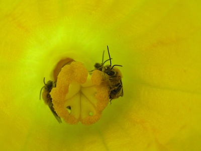 Squash Bee