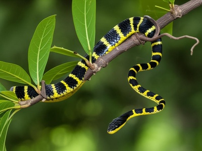 Sri Lankan Flying Snake