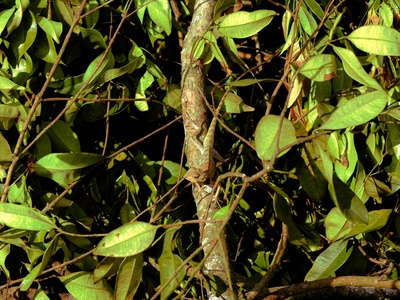 Sri Lankan Green Pit Viper