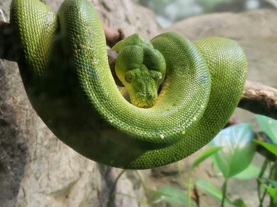 Sri Lankan Green Vine Snake