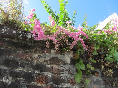 St. John's Vine