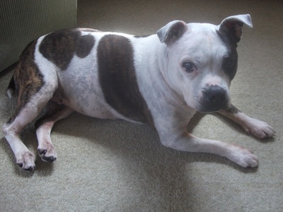 Staffordshire Bull Terrier