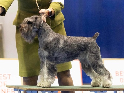 Standard Schnauzer