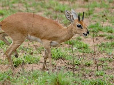 Steenbok