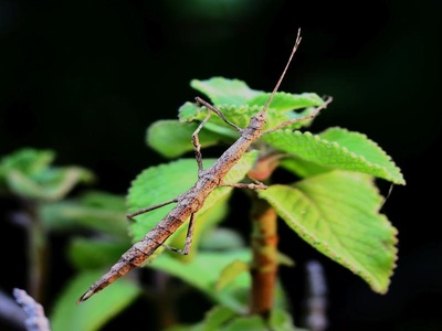 Stick Insect