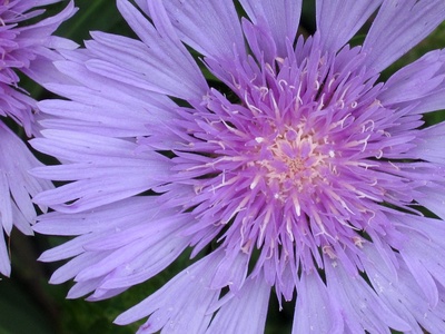 Stokes Aster