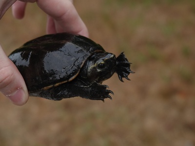 Striped Mud Turtle