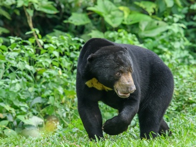 Sun Bear