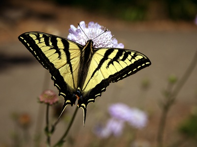 Swallowtail Butterfly