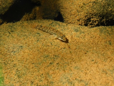 Swamp Darter