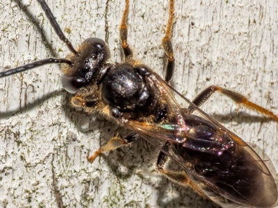Sweat Bee